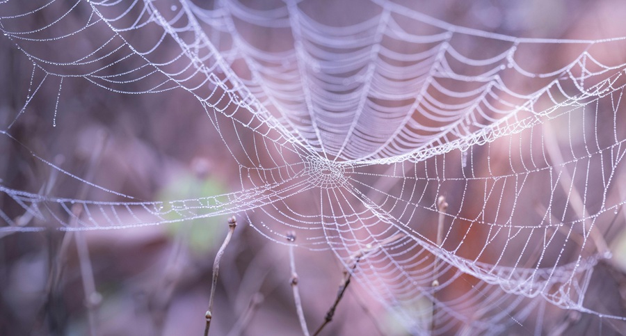 pexels-blooddrainer-217877